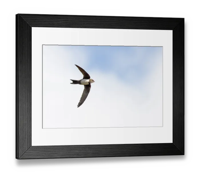 Framed Print : Alpine swift (Tachymarptis melba) in flight, Cromer, Norfolk, UK. March Framed Print : Alpine swift (Tachymarptis melba) in flight, Cromer, Norfolk, UK. March