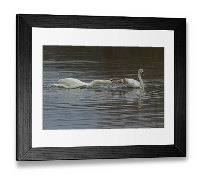 Framed Print : Mute swan (Cygnus olor) attacking juvenile swan on water, Norfolk, UK. March Framed Print : Mute swan (Cygnus olor) attacking juvenile swan on water, Norfolk, UK. March