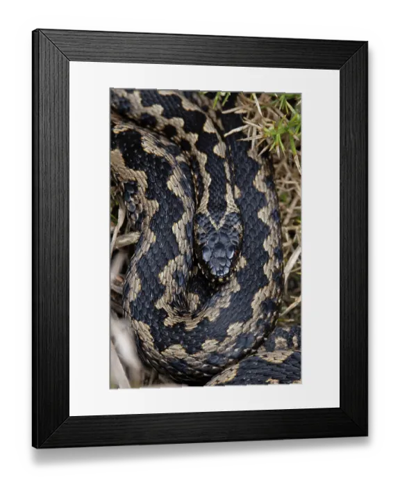 Framed Print : Adder (Vipera berus) male, coiled up basking, Minsmere, Suffolk, UK. March Framed Print : Adder (Vipera berus) male, coiled up basking, Minsmere, Suffolk, UK. March