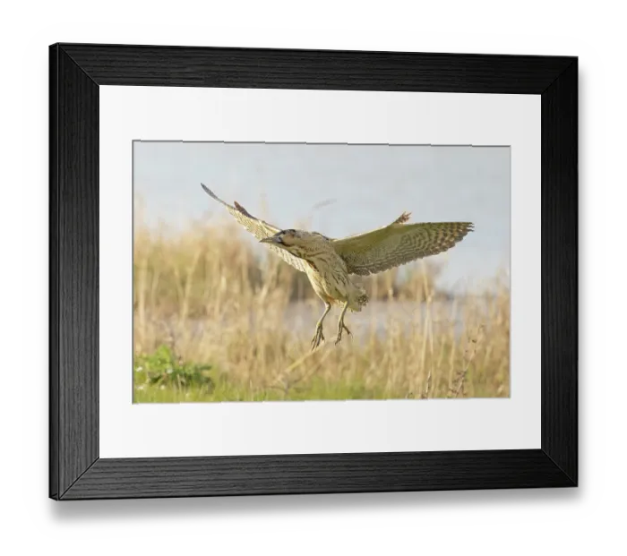 Framed Print : Bittern (Botaurus stellaris) coming into land, Cley, Norfolk, UK. April Framed Print : Bittern (Botaurus stellaris) coming into land, Cley, Norfolk, UK. April