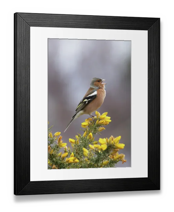 Framed Print : RF - Chaffinch (Fringilla coelebs) male, perched on flowering Gorse (Ulex sp.) singing, Suffolk, UK. February Framed Print : RF - Chaffinch (Fringilla coelebs) male, perched on flowering Gorse (Ulex sp.) singing, Suffolk, UK. February