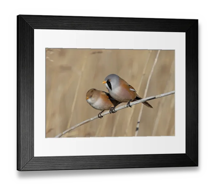 Framed Print : Bearded tit (Panurus biarmicus) pair, perched side by side on reed, Minsmere, Suffolk, UK. March Framed Print : Bearded tit (Panurus biarmicus) pair, perched side by side on reed, Minsmere, Suffolk, UK. March