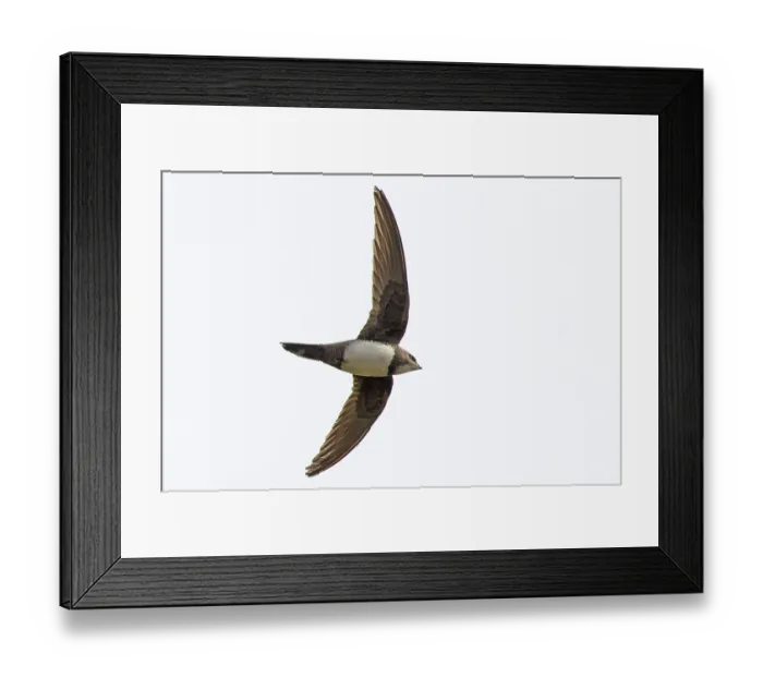 Framed Print : Alpine swift (Tachymarptis melba) in flight, Cromer, Norfolk, UK. March Framed Print : Alpine swift (Tachymarptis melba) in flight, Cromer, Norfolk, UK. March