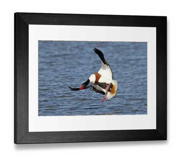 Framed Print : Shelduck (Tadorna tadorna) landing on water, Cley, Norfolk, UK. March Framed Print : Shelduck (Tadorna tadorna) landing on water, Cley, Norfolk, UK. March