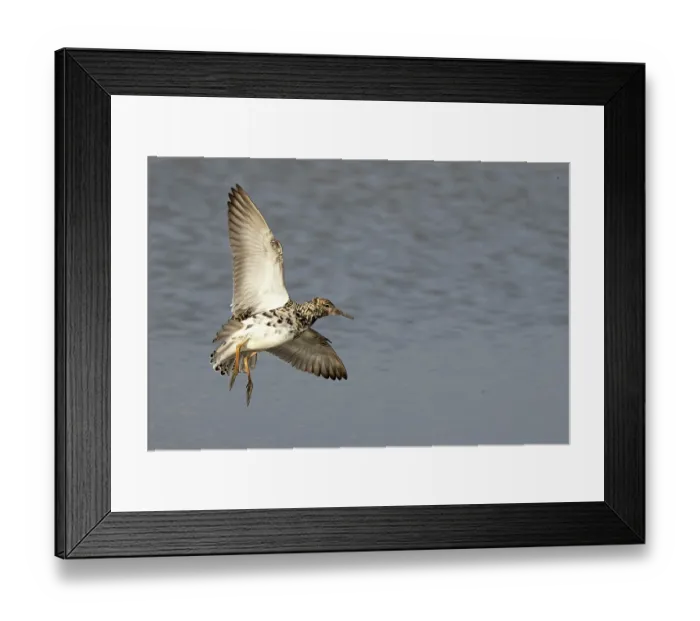 Framed Print : Ruff (Philomachus pugnax) in flight, Cley, Norfolk, UK. April Framed Print : Ruff (Philomachus pugnax) in flight, Cley, Norfolk, UK. April