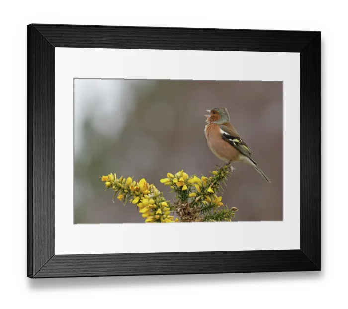 Framed Print : RF - Chaffinch (Fringilla coelebs) male, perched on flowering Gorse (Ulex sp.) singing, Suffolk, UK. February Framed Print : RF - Chaffinch (Fringilla coelebs) male, perched on flowering Gorse (Ulex sp.) singing, Suffolk, UK. February