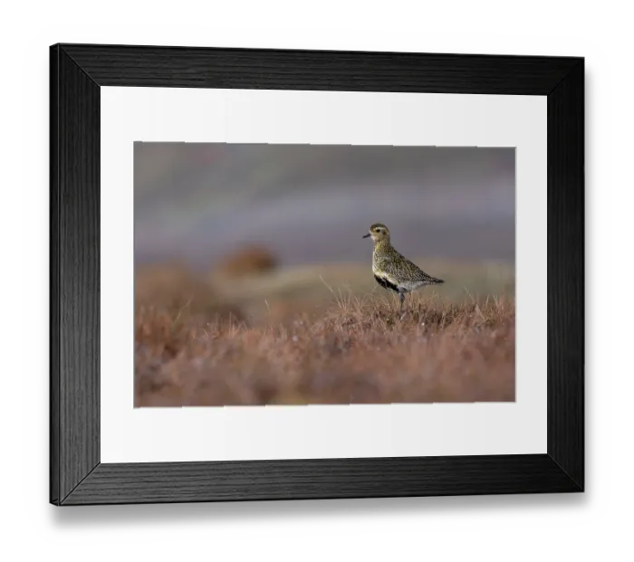 Framed Print : Golden plover (Pluvialis apricaria) standing on moorland, Langdon Beck, Couny Durham, UK. April Framed Print : Golden plover (Pluvialis apricaria) standing on moorland, Langdon Beck, Couny Durham, UK. April