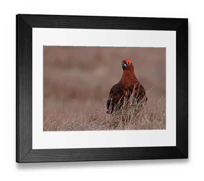 Framed Print : Red grouse (Lagopus lagopus scotica) portrait, Langdon Beck, County Durham, UK. April Framed Print : Red grouse (Lagopus lagopus scotica) portrait, Langdon Beck, County Durham, UK. April