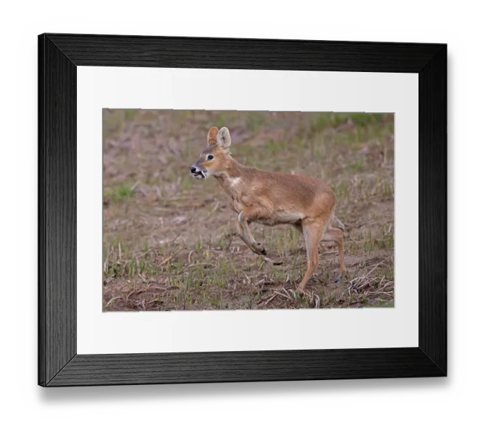 Framed Print : Chinese water deer (Hydropotes inermis) male, running, Cley, Norfolk, UK. April Framed Print : Chinese water deer (Hydropotes inermis) male, running, Cley, Norfolk, UK. April