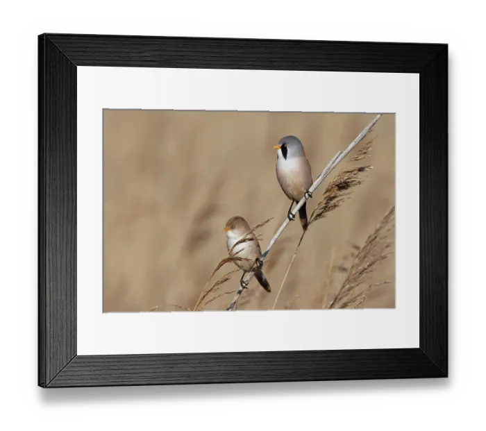 Framed Print : RF - Bearded tit (Panurus biarmicus) pair perched on reeds, Minsmere, Suffolk, UK. March. (This image may be licensed either as rights managed or royalty free.) Framed Print : RF - Bearded tit (Panurus biarmicus) pair perched on reeds, Minsmere, Suffolk, UK. March. (This image may be licensed either as rights managed or royalty free.)