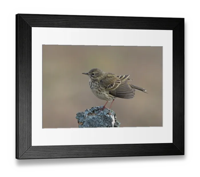 Framed Print : Meadow pipit (Anthus pratensis) perched on wooden post, drying feathers after bathing, Langdon Beck, County Durham, UK. April Framed Print : Meadow pipit (Anthus pratensis) perched on wooden post, drying feathers after bathing, Langdon Beck, County Durham, UK. April