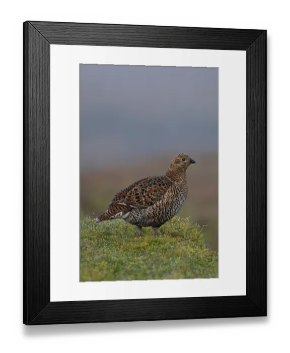 Framed Print : Black grouse (Lyrurus tetrix) female, portrait, Langdon Beck, County Durham, UK. April Framed Print : Black grouse (Lyrurus tetrix) female, portrait, Langdon Beck, County Durham, UK. April