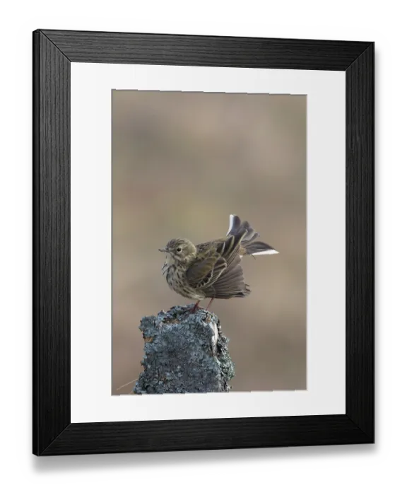 Framed Print : Meadow pipit (Anthus pratensis) perched on wooden post, drying feathers after bathing, Langdon Beck, County Durham, UK. April Framed Print : Meadow pipit (Anthus pratensis) perched on wooden post, drying feathers after bathing, Langdon Beck, County Durham, UK. April