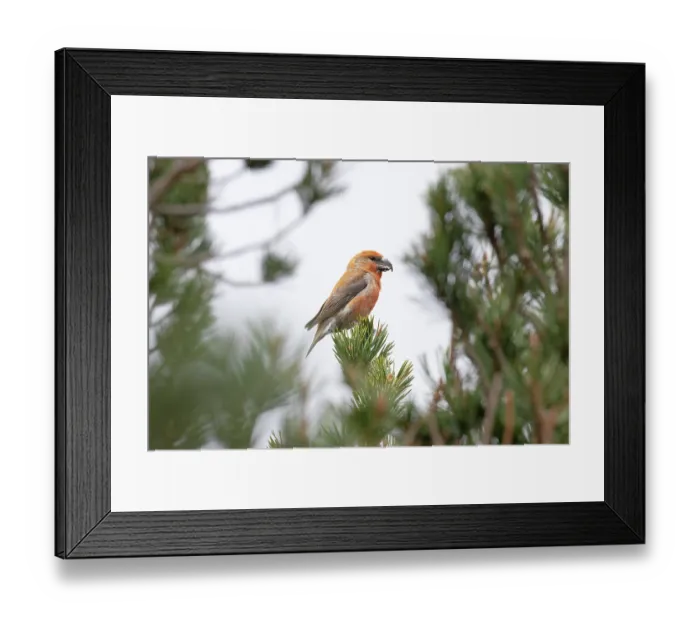 Framed Print : Scottish crossbill (Loxia scotica) or Parrot crossbill (Loxia pytyopsittacus) male, perched in tree, Gleann Einaich, Scottish Highlands, UK. April Framed Print : Scottish crossbill (Loxia scotica) or Parrot crossbill (Loxia pytyopsittacus) male, perched in tree, Gleann Einaich, Scottish Highlands, UK. April