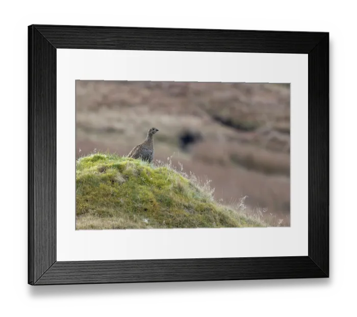 Framed Print : Black grouse (Lyrurus tetrix) female, standing on moorland, Langdon Beck, County Durham, UK. April Framed Print : Black grouse (Lyrurus tetrix) female, standing on moorland, Langdon Beck, County Durham, UK. April