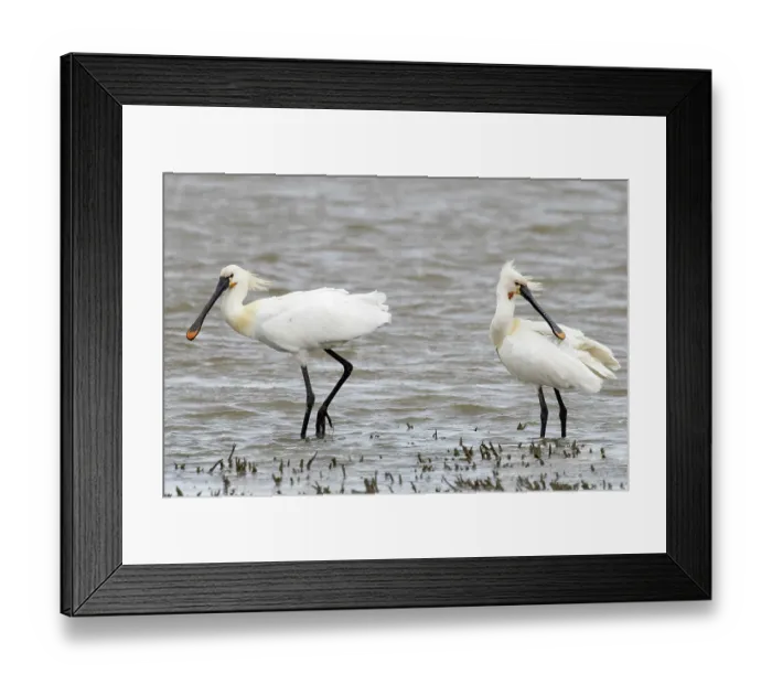 Framed Print : Two Eurasian spoonbills (Platalea leucorodia) standing in shallow water, Cley, Norfolk, UK. April Framed Print : Two Eurasian spoonbills (Platalea leucorodia) standing in shallow water, Cley, Norfolk, UK. April