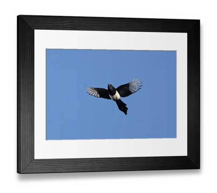 Framed Print : RF - Magpie (Pica pica) in flight against blue sky, Norfolk, UK. March. (This image may be licensed either as rights managed or royalty free.) Framed Print : RF - Magpie (Pica pica) in flight against blue sky, Norfolk, UK. March. (This image may be licensed either as rights managed or royalty free.)