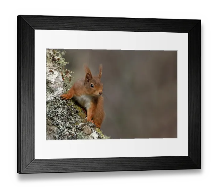 Framed Print : Red squirrel (Sciurus vulgaris) climbing on tree trunk, Insh, Scottish Highlands, UK. April Framed Print : Red squirrel (Sciurus vulgaris) climbing on tree trunk, Insh, Scottish Highlands, UK. April