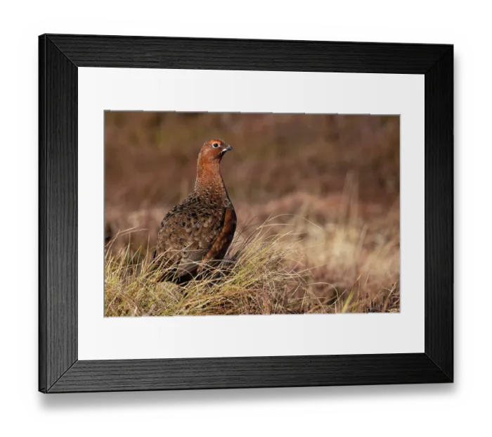 Framed Print : Red grouse (Lagopus lagopus scotica) male, portrait, Lochindorb, Scottish Highlands, UK. April Framed Print : Red grouse (Lagopus lagopus scotica) male, portrait, Lochindorb, Scottish Highlands, UK. April