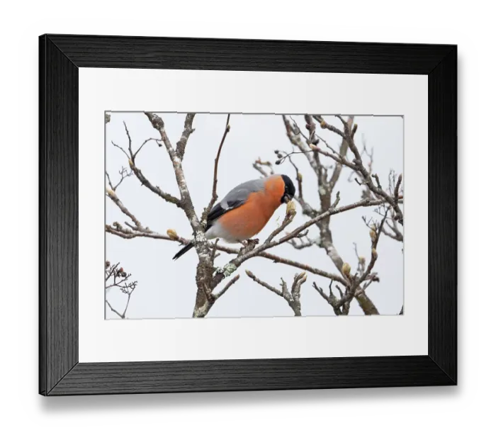 Framed Print : Bullfinch (Pyrrhula pyrrhula) male, perched on branch feeding on Rowen (Sorbus aucuparia) buds, Scottish Highland, UK. April Framed Print : Bullfinch (Pyrrhula pyrrhula) male, perched on branch feeding on Rowen (Sorbus aucuparia) buds, Scottish Highland, UK. April