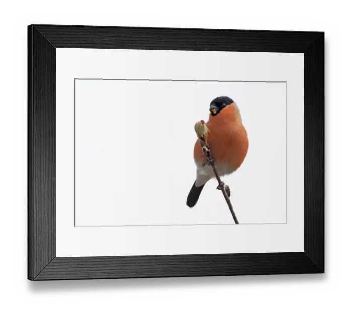 Framed Print : Bullfinch (Pyrrhula pyrrhula) male, perched on branch feeding on Rowen (Sorbus aucuparia) buds, Scottish Highland, UK. April Framed Print : Bullfinch (Pyrrhula pyrrhula) male, perched on branch feeding on Rowen (Sorbus aucuparia) buds, Scottish Highland, UK. April
