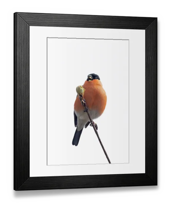 Framed Print : Bullfinch (Pyrrhula pyrrhula) male, perched on branch feeding on Rowen (Sorbus aucuparia) buds, Scottish Highland, UK. April Framed Print : Bullfinch (Pyrrhula pyrrhula) male, perched on branch feeding on Rowen (Sorbus aucuparia) buds, Scottish Highland, UK. April