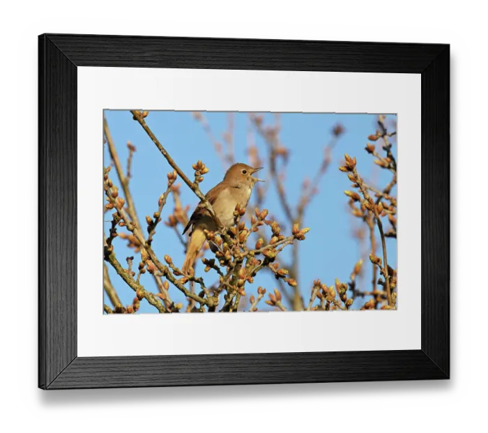 Framed Print : Nightingale (Luscinia megarhynchos) perched in tree, singing, Maidscross Hill, Suffolk, UK. April Framed Print : Nightingale (Luscinia megarhynchos) perched in tree, singing, Maidscross Hill, Suffolk, UK. April
