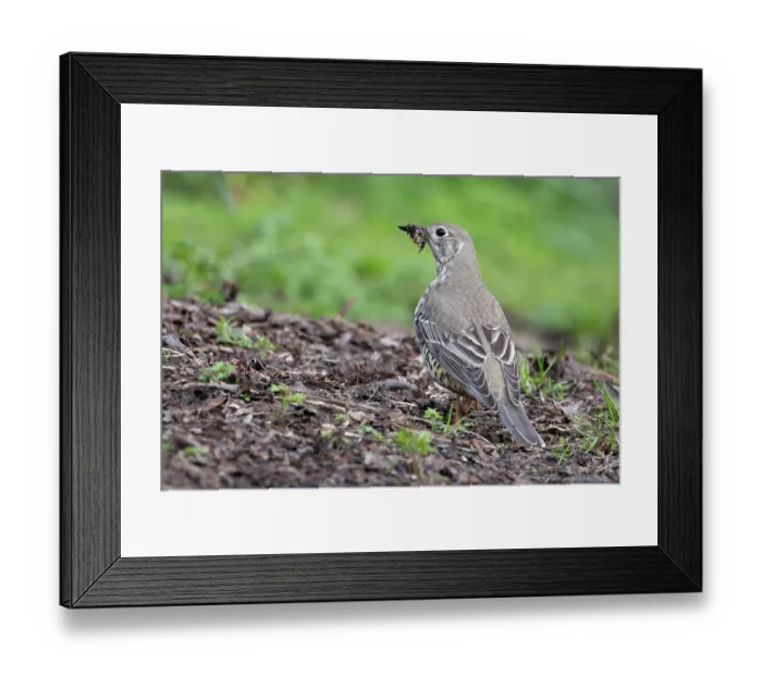 Framed Print : Mistle thrush (Turdus viscivorus) collecting worms, food for chicks, Edinburgh, UK. April Framed Print : Mistle thrush (Turdus viscivorus) collecting worms, food for chicks, Edinburgh, UK. April
