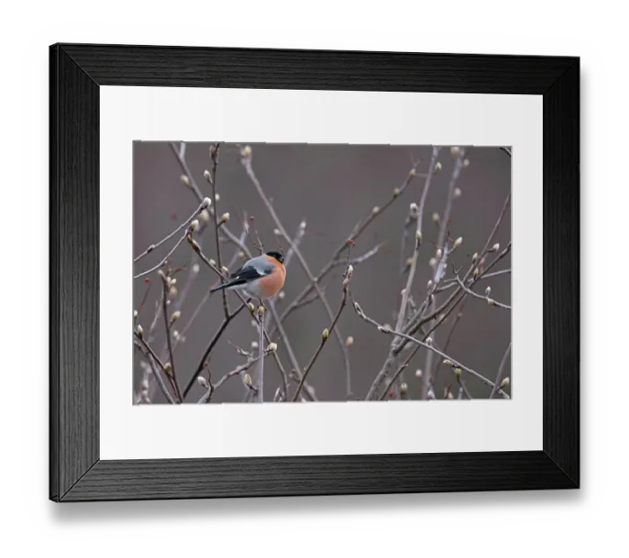 Framed Print : Bullfinch (Pyrrhula pyrrhula) male, perched on branch feeding on Rowen (Sorbus aucuparia) buds, Scottish Highland, UK. April Framed Print : Bullfinch (Pyrrhula pyrrhula) male, perched on branch feeding on Rowen (Sorbus aucuparia) buds, Scottish Highland, UK. April