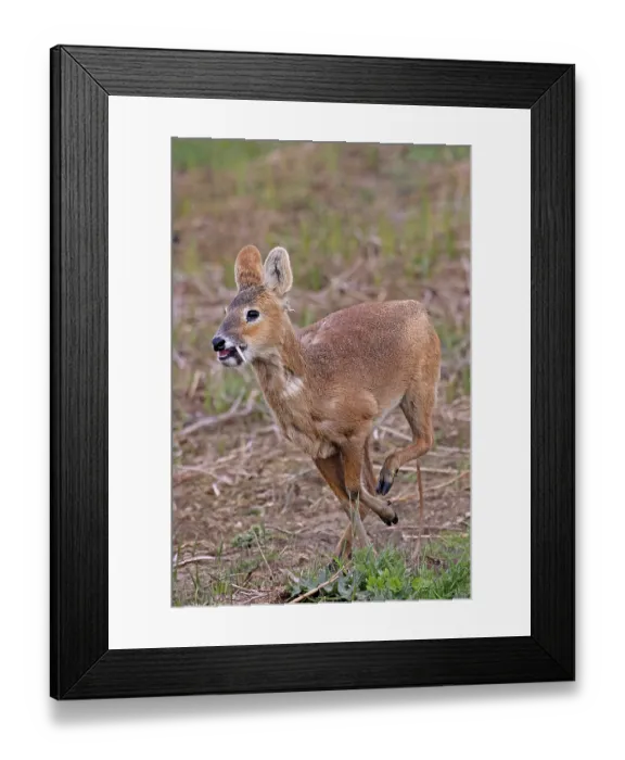 Framed Print : Chinese water deer (Hydropotes inermis) male, running, Cley, Norfolk, UK. April Framed Print : Chinese water deer (Hydropotes inermis) male, running, Cley, Norfolk, UK. April