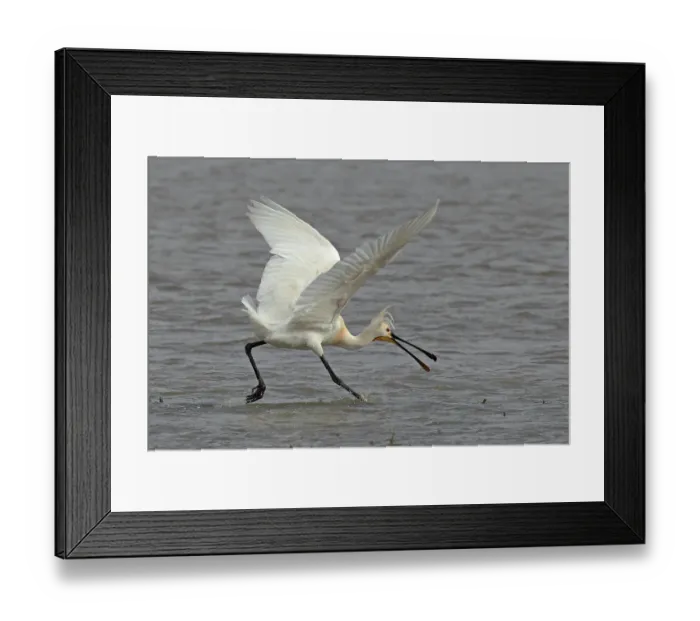 Framed Print : Eurasian spoonbill (Platalea leucorodia) running through shallow water with beak open, Cley, Norfolk, UK. April Framed Print : Eurasian spoonbill (Platalea leucorodia) running through shallow water with beak open, Cley, Norfolk, UK. April