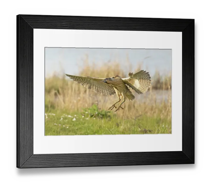 Framed Print : RF - Bittern (Botaurus stellaris) landing on grass, Cley, Norfolk, UK. April. (This image may be licensed either as rights managed or royalty free.) Framed Print : RF - Bittern (Botaurus stellaris) landing on grass, Cley, Norfolk, UK. April. (This image may be licensed either as rights managed or royalty free.)