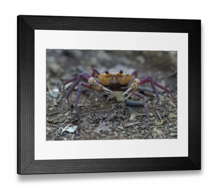 Framed Print : Madagascan land crab (Madagapotamon humberti) portrait, Ankarana National Park, Madagascar Framed Print : Madagascan land crab (Madagapotamon humberti) portrait, Ankarana National Park, Madagascar