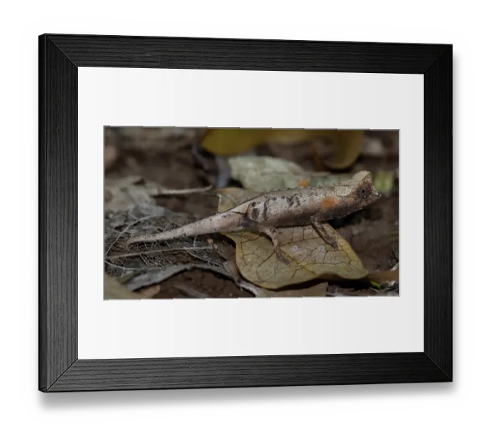 Framed Print : Plated leaf chameleon (Brookesia stumpffi) in leaf litter, portrait, Ankarana National Park, Madagascar Framed Print : Plated leaf chameleon (Brookesia stumpffi) in leaf litter, portrait, Ankarana National Park, Madagascar
