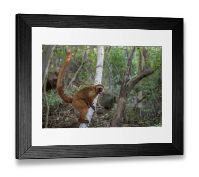 Framed Print : Blue-eyed black lemur (Eulemur flavifrons) female, standing on branch, Ambalavao Forest, south of Maromandia, Madagascar. Critically endangered Framed Print : Blue-eyed black lemur (Eulemur flavifrons) female, standing on branch, Ambalavao Forest, south of Maromandia, Madagascar. Critically endangered