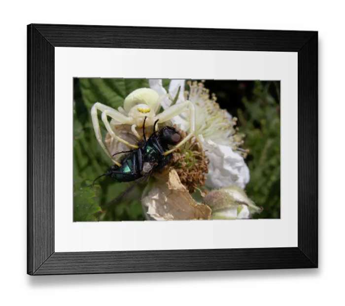 Framed Print : Flower crab spider (Misumena vatia) female, on flower clutching Greenbottle fly (Lucilia sericata) prey, Bristol, UK. June Framed Print : Flower crab spider (Misumena vatia) female, on flower clutching Greenbottle fly (Lucilia sericata) prey, Bristol, UK. June