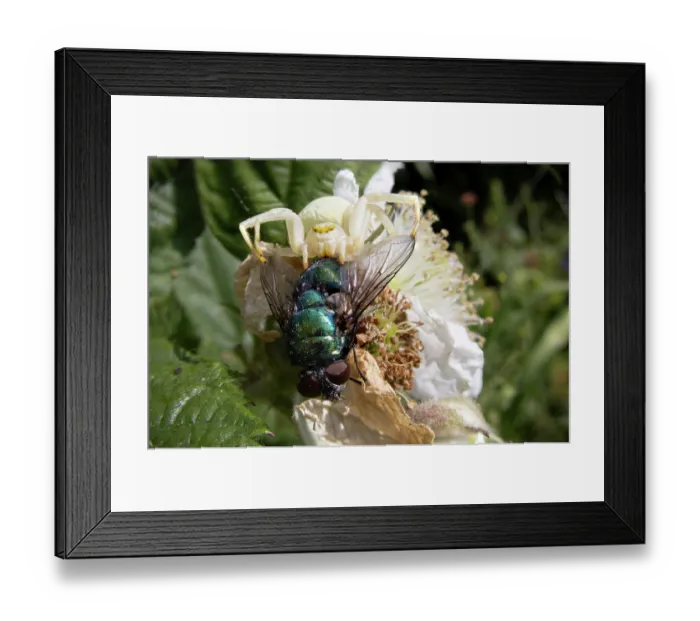 Framed Print : Flower crab spider (Misumena vatia) female, on flower clutching Greenbottle fly (Lucilia sericata) prey, Bristol, UK. June. Focus stacked Framed Print : Flower crab spider (Misumena vatia) female, on flower clutching Greenbottle fly (Lucilia sericata) prey, Bristol, UK. June. Focus stacked