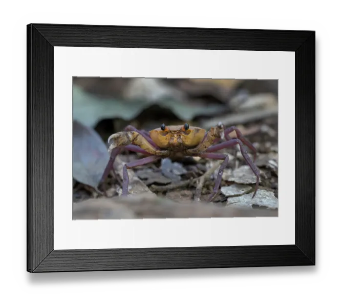 Framed Print : Madagascan land crab (Madagapotamon humberti) portrait, Ankarana National Park, Madagascar Framed Print : Madagascan land crab (Madagapotamon humberti) portrait, Ankarana National Park, Madagascar