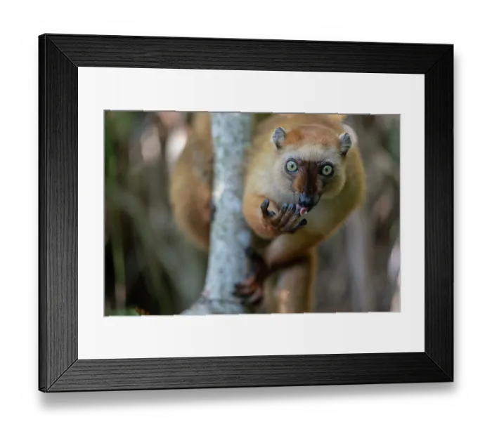 Framed Print : Blue-eyed black lemur (Eulemur flavifrons) female, licking its fingers after eating wild fruit, Ambalavao Forest, south of Maromandia, Madagascar. Critically endangered Framed Print : Blue-eyed black lemur (Eulemur flavifrons) female, licking its fingers after eating wild fruit, Ambalavao Forest, south of Maromandia, Madagascar. Critically endangered