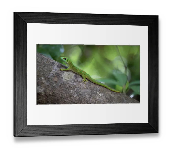 Framed Print : Madagascar day gecko (Phelsuma madagascariensis madagascariensis) resting on branch, Ankarana National Park, Madagascar Framed Print : Madagascar day gecko (Phelsuma madagascariensis madagascariensis) resting on branch, Ankarana National Park, Madagascar
