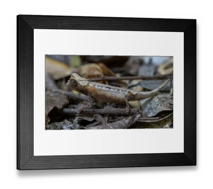 Framed Print : Plated leaf chameleon (Brookesia stumpffi) in leaf litter, portrait, Ankarana National Park, Madagascar Framed Print : Plated leaf chameleon (Brookesia stumpffi) in leaf litter, portrait, Ankarana National Park, Madagascar
