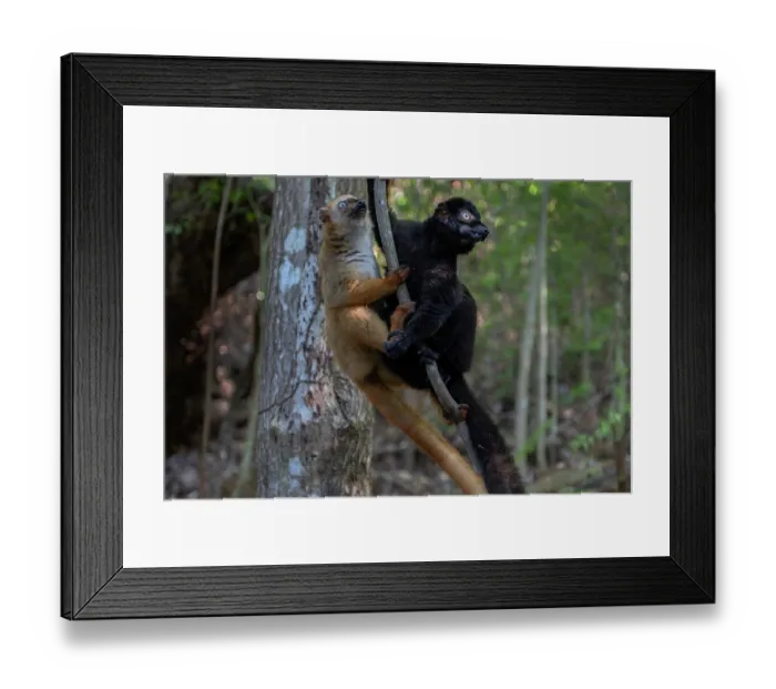 Framed Print : Blue-eyed black lemur (Eulemur flavifrons) pair, hanging on vine in forest, Ambalavao Forest, south of Maromandia, Madagascar. Critically endangered Framed Print : Blue-eyed black lemur (Eulemur flavifrons) pair, hanging on vine in forest, Ambalavao Forest, south of Maromandia, Madagascar. Critically endangered