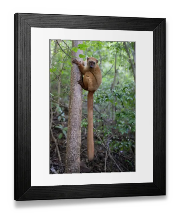 Framed Print : Blue-eyed black lemur (Eulemur flavifrons) female, climbing up tree trunk, Ambalavao Forest, south of Maromandia, Madagascar. Critically endangered Framed Print : Blue-eyed black lemur (Eulemur flavifrons) female, climbing up tree trunk, Ambalavao Forest, south of Maromandia, Madagascar. Critically endangered