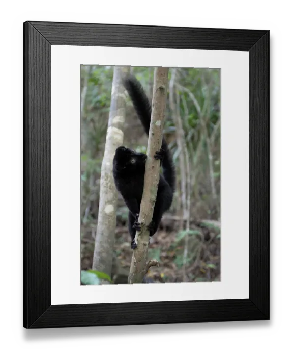 Framed Print : Blue-eyed black lemur (Eulemur flavifrons) male, sniffing and licking branch scent-marked by female, Ambalavao Forest, south of Maromandia, Madagascar. Critically endangered Framed Print : Blue-eyed black lemur (Eulemur flavifrons) male, sniffing and licking branch scent-marked by female, Ambalavao Forest, south of Maromandia, Madagascar. Critically endangered