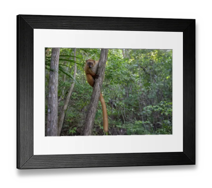 Framed Print : Blue-eyed black lemur (Eulemur flavifrons) female, sitting in tree, Ambalavao Forest, south of Maromandia, Madagascar. Critically endangered Framed Print : Blue-eyed black lemur (Eulemur flavifrons) female, sitting in tree, Ambalavao Forest, south of Maromandia, Madagascar. Critically endangered