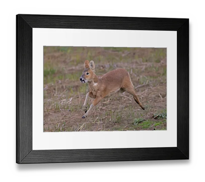 Framed Print : RF - Chinese water deer (Hydropotes inermis) male, running, Cley, Norfolk, UK. April. (This image may be licensed either as rights managed or royalty free.) Framed Print : RF - Chinese water deer (Hydropotes inermis) male, running, Cley, Norfolk, UK. April. (This image may be licensed either as rights managed or royalty free.)