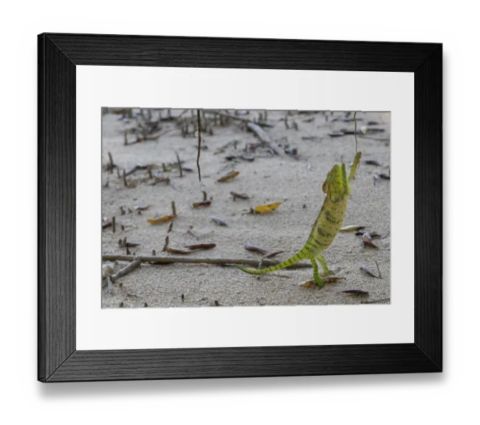Framed Print : Oustalet's chameleon (Furcifer oustaleti) female, standing on hind legs on wet sand in mangrove, reaching for small branch, Ankify, Madagascar Framed Print : Oustalet's chameleon (Furcifer oustaleti) female, standing on hind legs on wet sand in mangrove, reaching for small branch, Ankify, Madagascar
