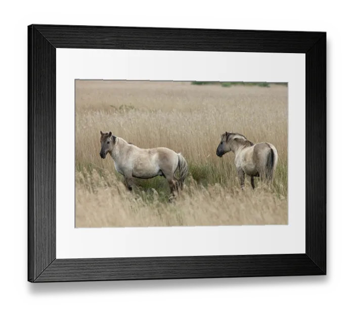 Framed Print : RF - Two Konik ponies (Equus ferus caballus) standing in long grass, Norfolk, UK. May. (This image may be licensed either as rights managed or royalty free.) Framed Print : RF - Two Konik ponies (Equus ferus caballus) standing in long grass, Norfolk, UK. May. (This image may be licensed either as rights managed or royalty free.)