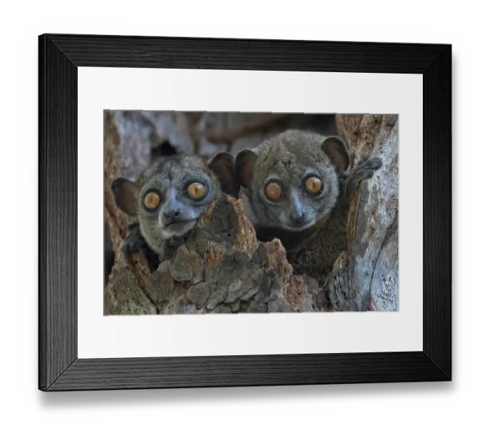 Framed Print : Ankarana sportive lemur (Lepilemur ankaranensis) pair, peering out from tree hole, Analamerana special reserve, Madagascar Framed Print : Ankarana sportive lemur (Lepilemur ankaranensis) pair, peering out from tree hole, Analamerana special reserve, Madagascar