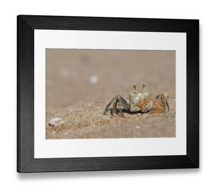 Framed Print : Ghost crab (Ocypode sp.) digging up sand, Ankify, Madagascar Framed Print : Ghost crab (Ocypode sp.) digging up sand, Ankify, Madagascar